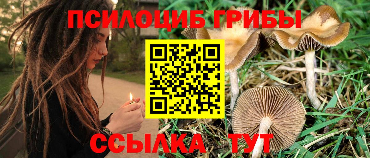 Псилоцибиновые грибы прущие грибы Новосибирск